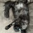 Maine Coon cat – Dashing Coons cattery Ballwin, Missouri