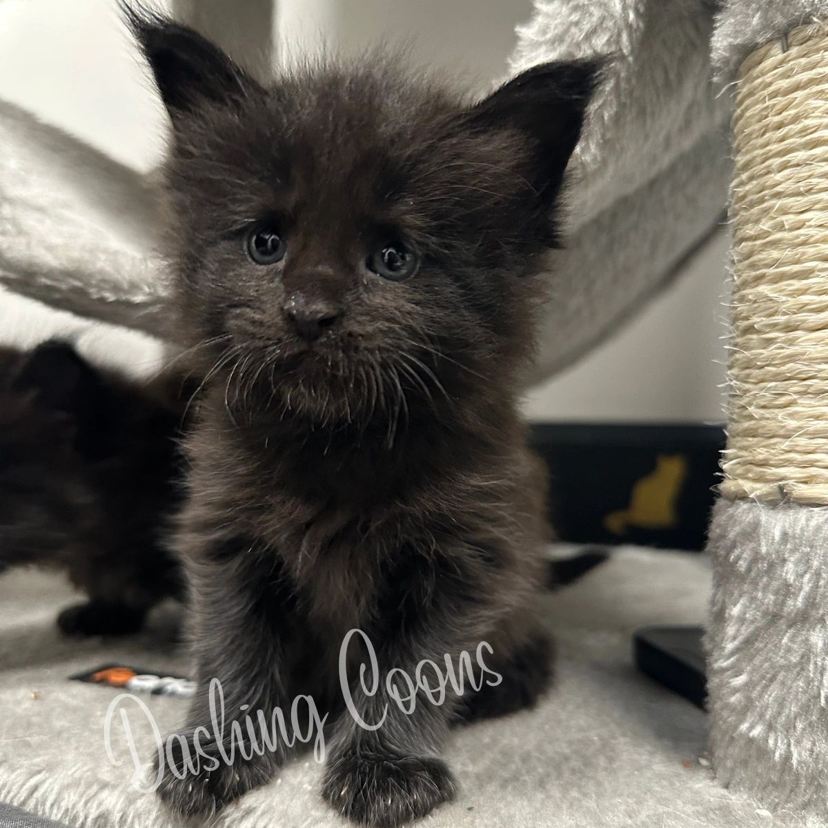 Galaxy Litter polydactyl Maine Coon kitten – Dashing Coons Ballwin, Missouri
