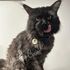 Maine Coon cat – Dashing Coons cattery Ballwin, Missouri