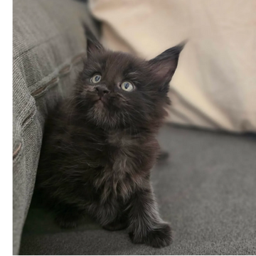 Maine Coon cat at Dashing Coons – European smoke lines Illinois