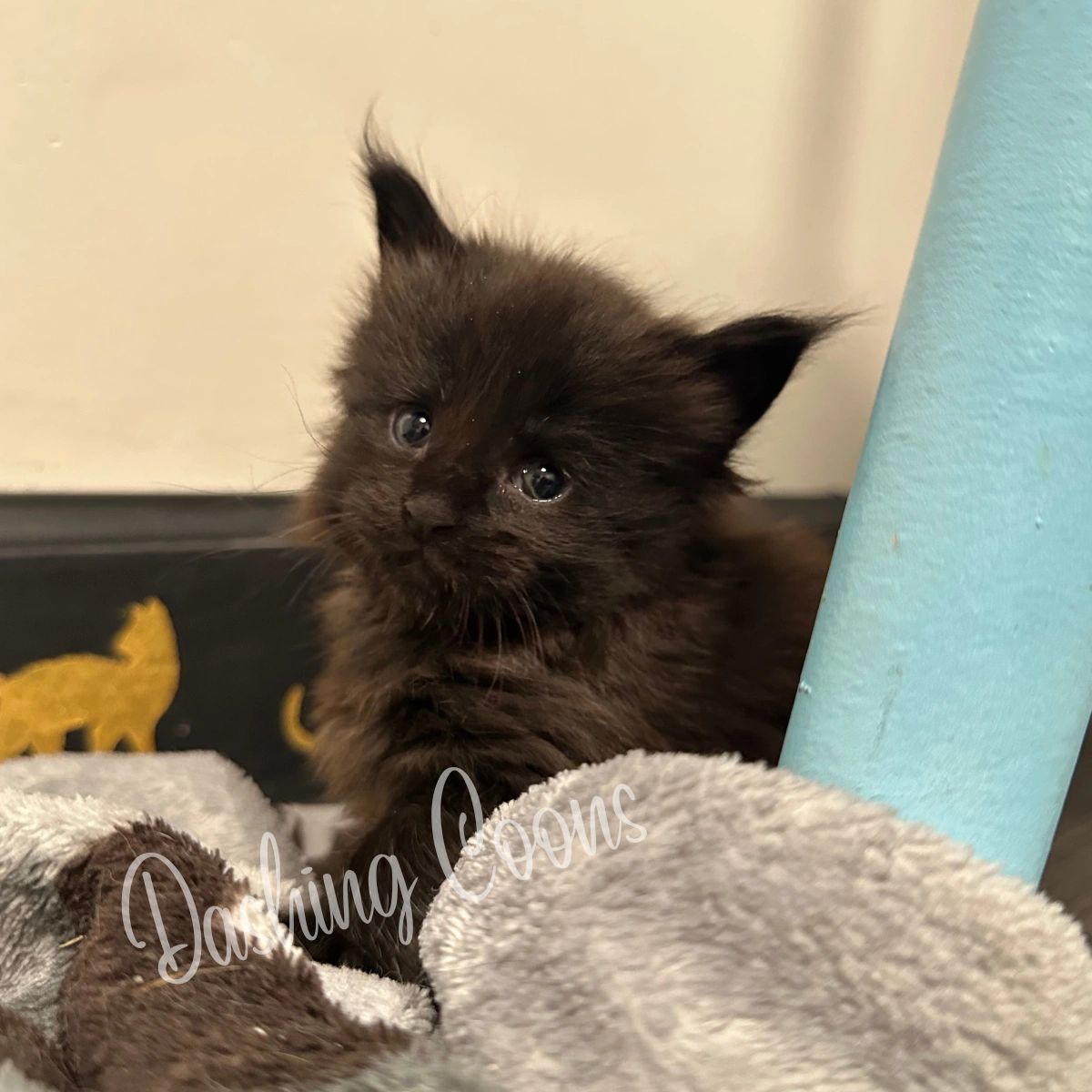 Galaxy Litter Maine Coon kitten portrait – Dashing Coons TICA cattery
