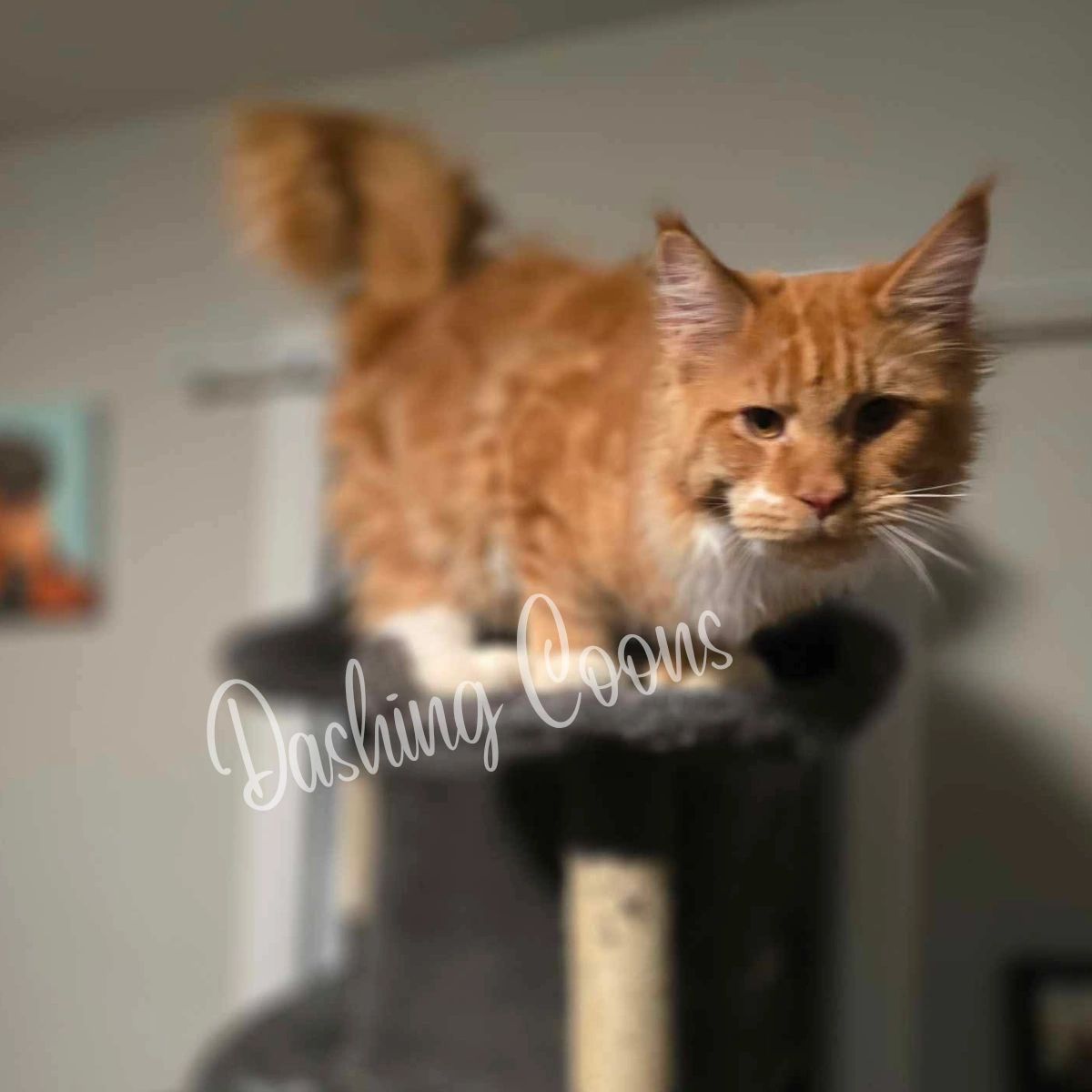 Galaxy Litter Maine Coon kitten – Dashing Coons smoke European lines