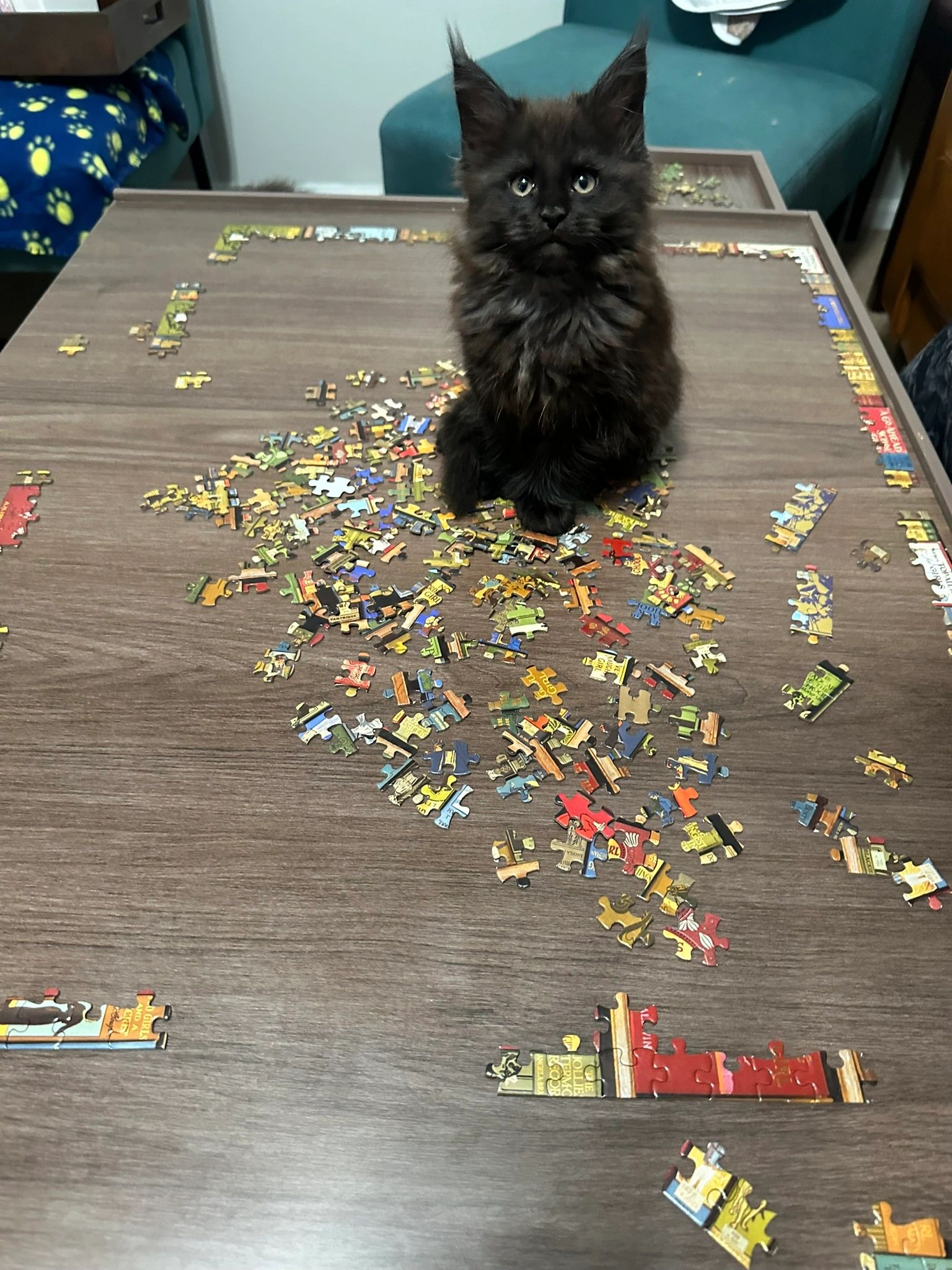Maine Coon kitten – Dashing Coons TICA-registered Ballwin, Missouri