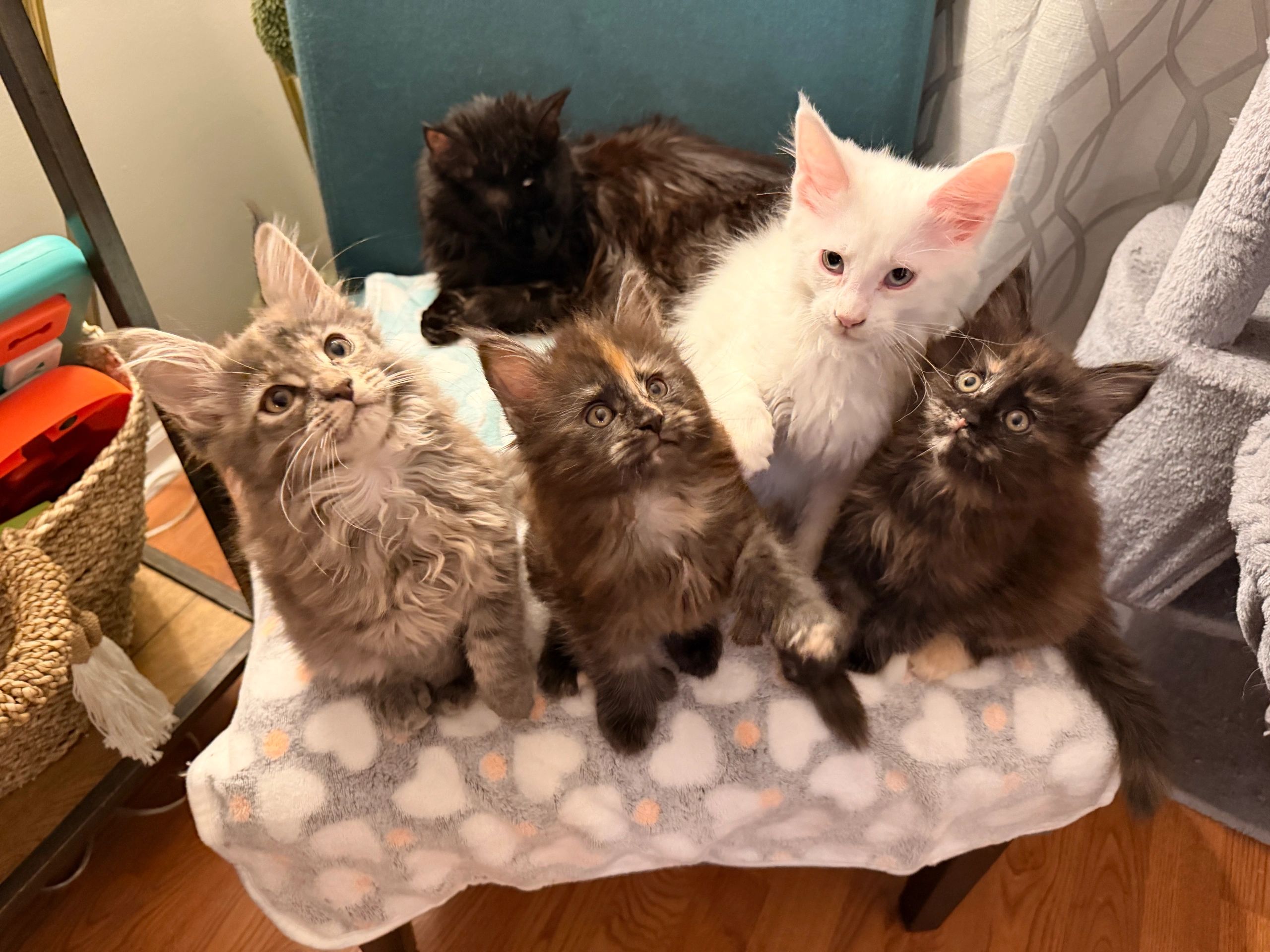 European Maine Coon kittens from Dashing Coons cattery