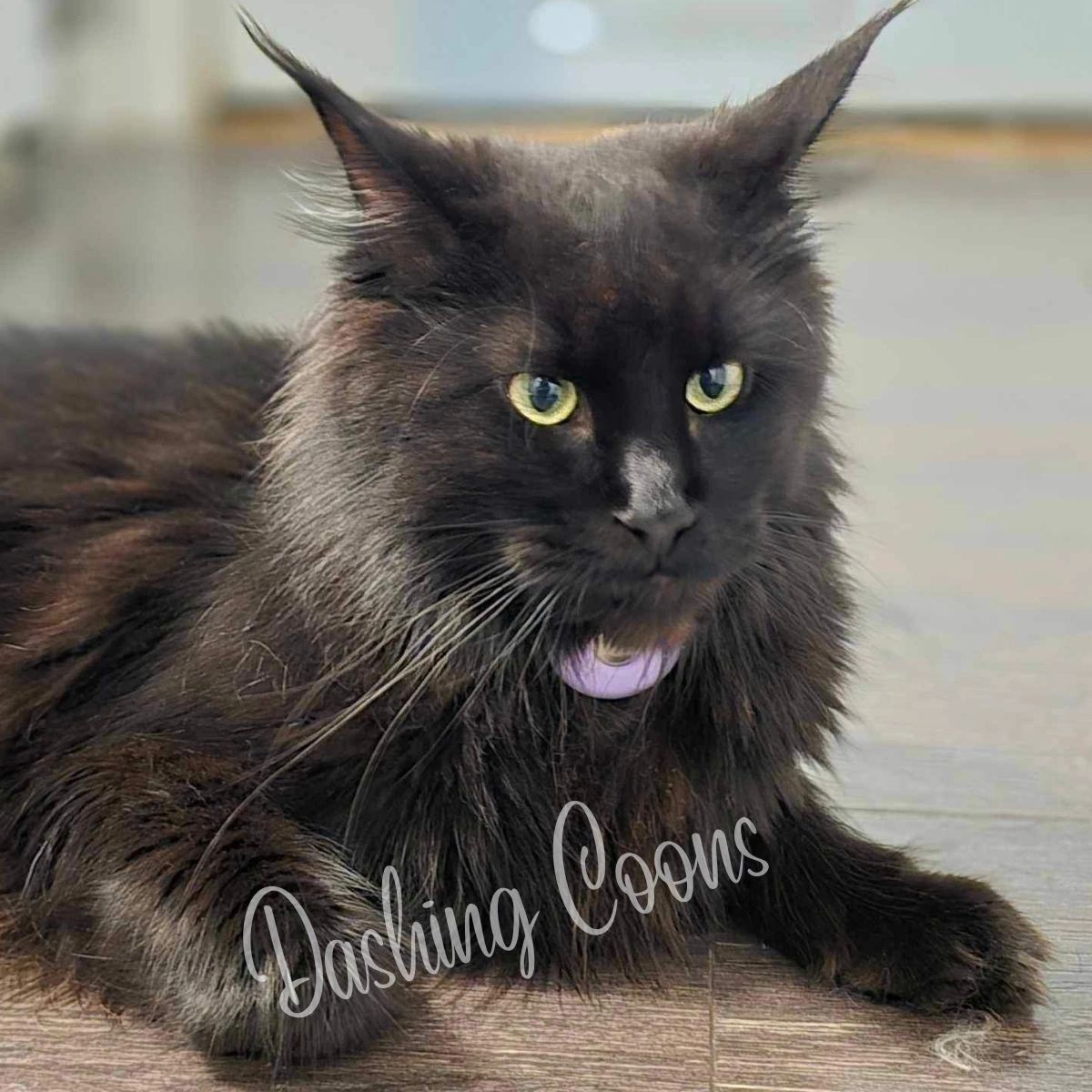Galaxy Litter Maine Coon kitten – Dashing Coons cattery Ballwin, Missouri breeder