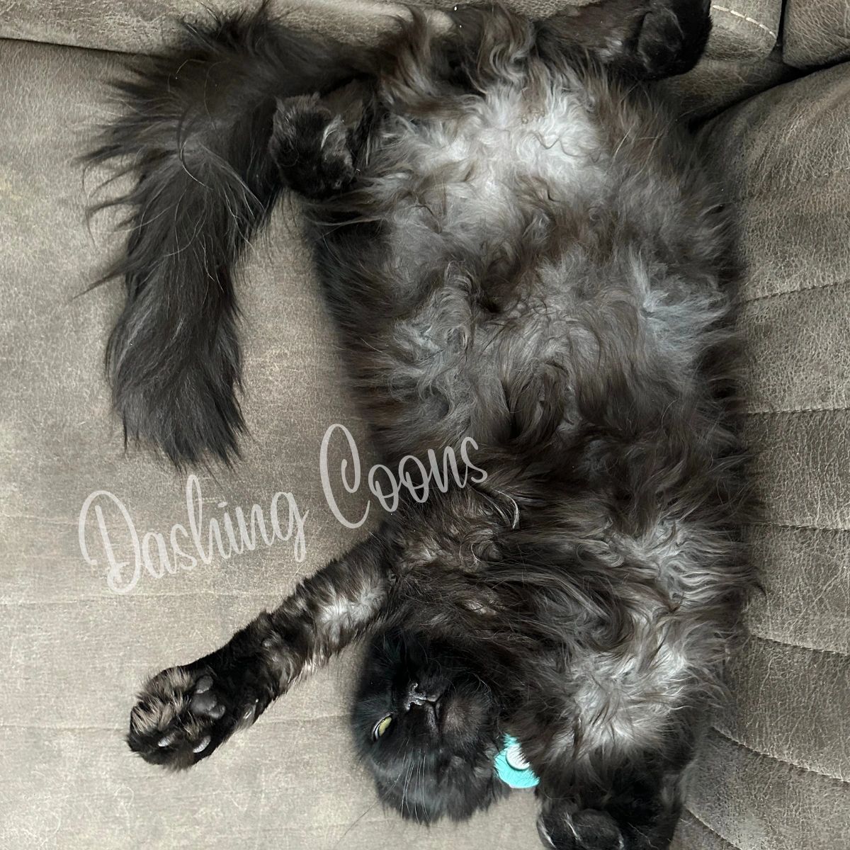 Galaxy Litter Maine Coon kitten close-up – Dashing Coons cattery