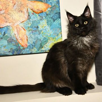 Dashing Coons cattery Ballwin, Missouri – European Maine Coon breeder
