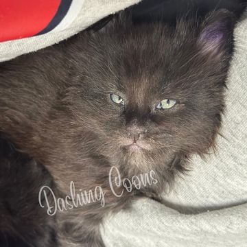 Maine Coon cat at Dashing Coons – TICA-registered cattery Illinois
