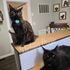 Maine Coon cat – Dashing Coons European smoke cattery Illinois