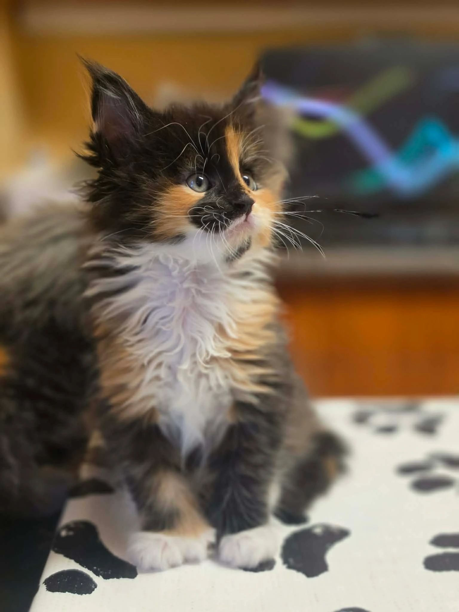 Diana – European Maine Coon queen at Dashing Coons