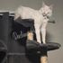 Maine Coon cat – Dashing Coons TICA-registered cattery Ballwin, Missouri
