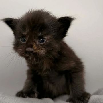 Maine Coon cat – Dashing Coons cattery Ballwin, Missouri