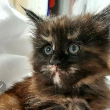 Hera – past Dashing Coons Maine Coon kitten Olympus Litter